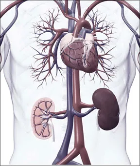 1010-KIDNEY